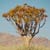 Köcherbaum auf Pad zum Canyon, 2009, © Bagge