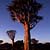 Köcherbaum bei Keetmanshoop bei Sonnenuntergang
