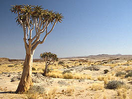 Köcherbaum auf Wüstenquell