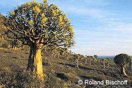 Köcherbaum bei Loriesfontein