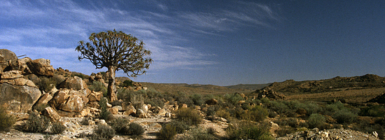 Köcherbaum bei Springbok