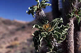 Halfmens im Richtersveld