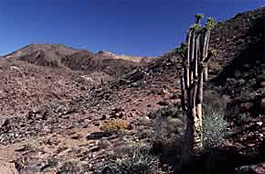 Halfmens im Richtersveld