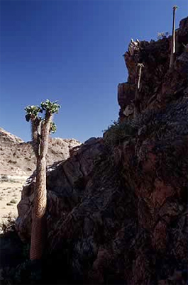 Halfmense im Richtersveld