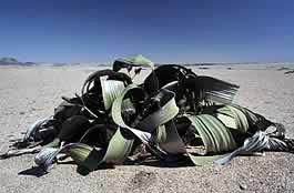 Welwitschia mirabilis