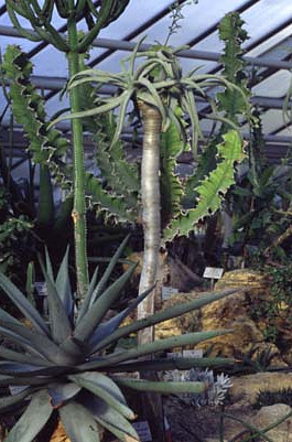 Köcherbaum im Botanischen Garten München