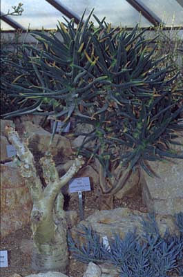 Köcherbaum im Botanischen Garten München