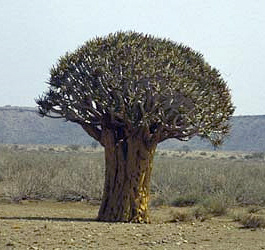 Köcherbaum Nähe Keetmanshoop