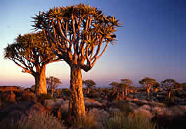 Köcherbäume im Sonnenuntergang