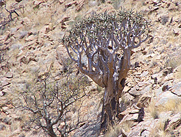 Köcherbaum 
						im Hang des Spreetshoogte Passes