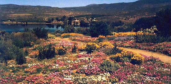 Passstrasse von Vanrhynsdorp nach Nieuwoudtville